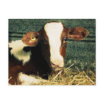 Brown and White Milk Cow Postcard