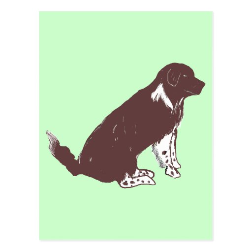 Brown and white newfie post cards