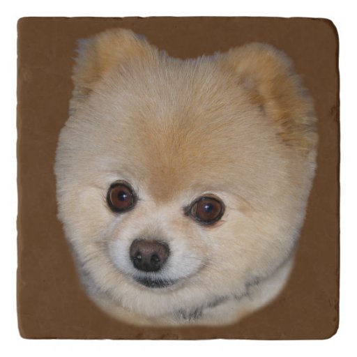 white and brown pomeranian dogs brown and white pomeranian customizable trivet zazzle white and brown pomeranian dogs brown and white pomeranian customizable trivet zazzle