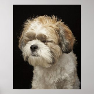 Brown and white Shih Tzu dog closing eyes squeeze tightly shut as if doing an eyesight myopia dry eye improving eye exercise Poster