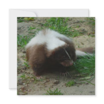 Brown and White Skunk Invitation