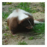 Brown and White Skunk Invitation