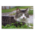 Brown and White Tabby Cat cards by Chriscat Brown and White Tabby Cat cards