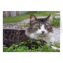Brown and White Tabby Cat cards