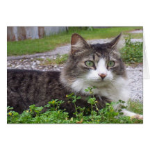 Brown and White Tabby Cat Greeting Card