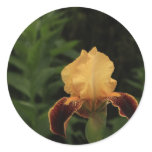 Brown and Yellow Iris stickers