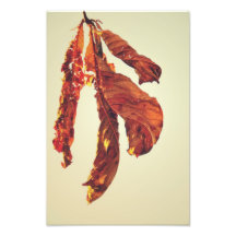 Brown autumn leaf art photo