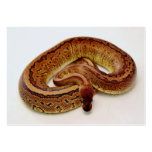 Brown Ball Python Business Card