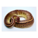 Brown Ball Python Business Card Templates