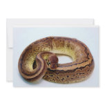 Brown Ball Python Personalized Invitation