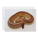 Brown Ball Python Invitation