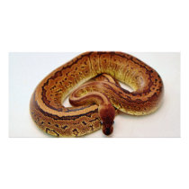 Brown Ball Python Photo Cards