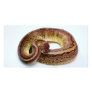 Brown Ball Python Custom Photo Card
