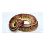 Brown Ball Python Custom Photo Card