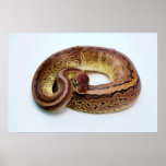 Brown Ball Python Poster