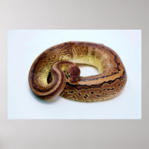 Brown Ball Python Poster