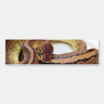 Brown Ball Python Resting Bumper Stickers