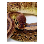 Brown Ball Python Resting Postcard