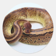 Brown Ball Python Resting Round Stickers
