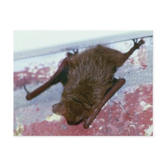 Brown Bat Postcard postcard