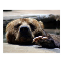 brown bear4x6 postcards