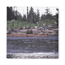 Brown Bear at Afognak Island beach Magnets