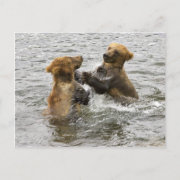 Brown bear cubs playing in water postcard
