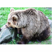 Brown Bear Eating Fish photo sculptures