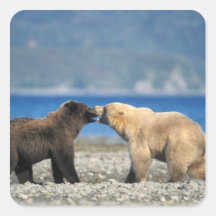 Brown bear, grizzly bear, play on the beach, square sticker