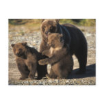 Brown bear, grizzly bear, sow with cubs on coast