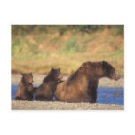 Brown bear, grizzly bear, sow with cubs, postcard
