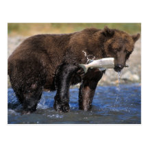 Brown bear, grizzly bear, with salmon catch, post cards