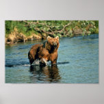 Brown bear in creek print