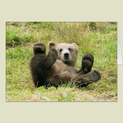 Brown_Bear_Kodiak_Cub