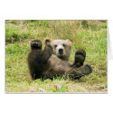 Brown_Bear_Kodiak_Cub cards