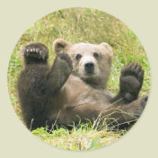 Brown Bear Kodiak Cub Gifts