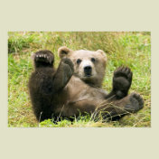 Brown_Bear_Kodiak_Cub_NWR