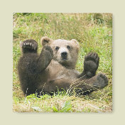 Brown_Bear_Kodiak_Lovers Gifts