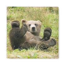 Brown_Bear_Kodiak_Lovers Gifts magnets by WildByDezign Brown_Bear_Kodiak_Lovers Gifts magnets