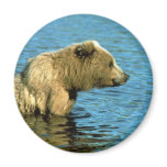 Brown Bear Fridge Magnet Brown Bear Fridge Magnet