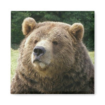 Brown Bear Magnet