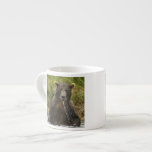 Brown bear, male, fishing for salmon espresso cup