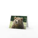 Brown Bear NoteCard