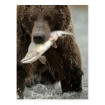 Brown bear, or Coastal Grizzly Bear, Ursus Postcard