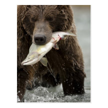 Brown bear, or Coastal Grizzly Bear, Ursus Postcard