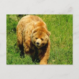 Brown Bear Post Card