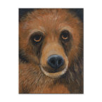 Brown Bear Postcard postcard