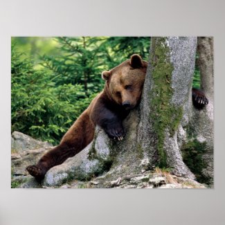 Brown Bear Rest Stop Print print