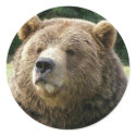 Brown Bear Sticker by dawnlopez331 Brown Bear Sticker