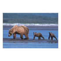 Brown Bear, Ursus arctos, Alaska Peninsula, 2